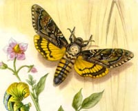 Acherontia atropos (Linnaeus, 1758) Fluturele cap-mort
