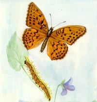 Argynnis (s. str.) paphia (Linnaeus, 1758) Arginia mare