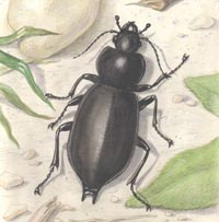Carabus (Tomocarabus) bessarabicus Fischer von Waldheim, 1823