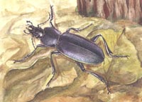 Carabus (Megodontus) violaceus