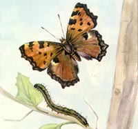 Nymphalis polychloros (Linnaeus, 1758) Fluturele multicolor.