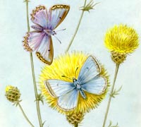 Polyommatus daphni (Denis et Schiffermuller, 1775) Fluturele meleagr