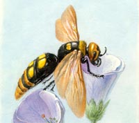 Scolia maculata (Drury, 1773) Viespea giganta