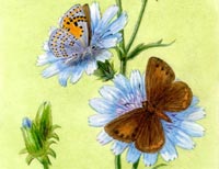 Tomares nogeli Herrich-Schaffer, 1851 Fluturele Tomares