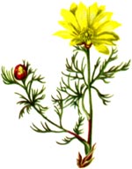 Adonis vernalis L. (Ranunculaceae) Ruscuta-de-primavara.