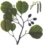 Alnus glutinosa (L.) Gaertn. (Betulaceae) Arin negru 