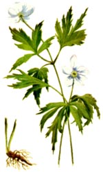 Anemonoides nemorosa (L.) Holub=Anemone nemorosa L. (Ranunculaceae) Floarea vantului-de-dumbrava 