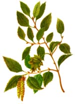 Carpinus orientalis Mill. (Betulaceae) Carpinita