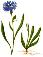 Centaurea angelescui Grint. (Asteraceae) Albastrita Angelescu 