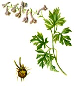 Corydalis bulbosa (L.)DC. =C. solida (L.)Clairv., =C. halleri (Wiild.)Willd. (Fumariaceae) Brebenel bulbos 