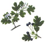 Crataegus pentagyna Waldst. et Kit. (Rosaceae) Paducel pentagin 