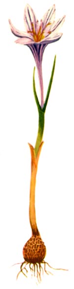 Crocus reticulatus Stev. ex Adams (Iridaceae) Sofranel reticulat 