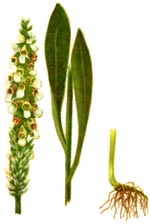 Digitalis lanata Ehrh. (Scrophulariaceae) Degetar lanos