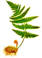 Dryopteris filix-mas (L.) Schott (Dryopteridaceae) Feriga comuna