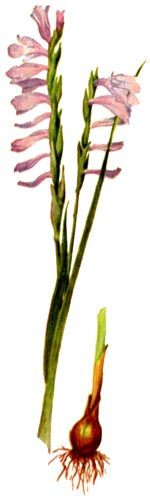 Gladiolus imbricatus L. (Iridaceae) Sabiuta imbricata 