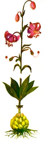 Lilium martagon L. (Liliaceae) Crin de padure