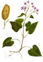 Lunaria rediviva L. (Brassicaceae) Lopatea 
