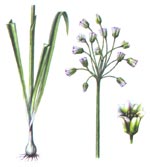 Nectaroscordum bulgaricum Janka = N. dioscoridis (Sibth. et Smith) Stank, (Alliaceae) Ceapa bulgareasca 