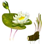 Nuphar lutea (L.)Smith. (Nymphaeaceae) Nufar galben 