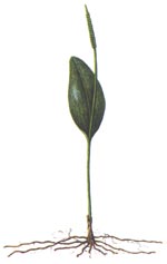 Ophioglossum vulgatum L. (Ophioglossaceae) Limba sarpelui 