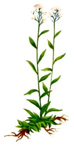 Schivereckia podolica (Bess.) Andrz. Ex DC. (Brassicaceae) Siverechie podoliana 