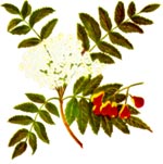 Sorbus domestica L. (Rosaceae) Scodus domestic 
