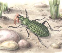 Carabus (Limnocarabus) clathratus