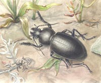 Carabus (Pachistus) hungaricus Fabricius, 1792