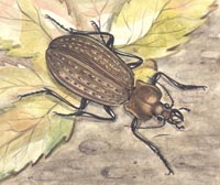 Carabus (Eucarabus)ullrichi Germar, 1824