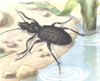 Carabus (Hydrocarabus) variolosus Fabricius, 1787