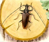 Cerambyx cerdo Linnaeus, 1758 Croitorul mare al stejarului