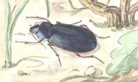 Epomis dejeani Dejean & Boisduval, 1830