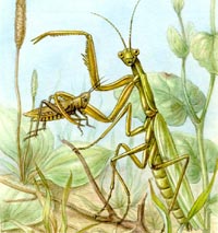 Mantis religiosa Linnaeus,  758 Calugarita