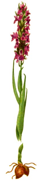 Orchis palustris Jacq. (Orchidaceae) Poroinic palustru 